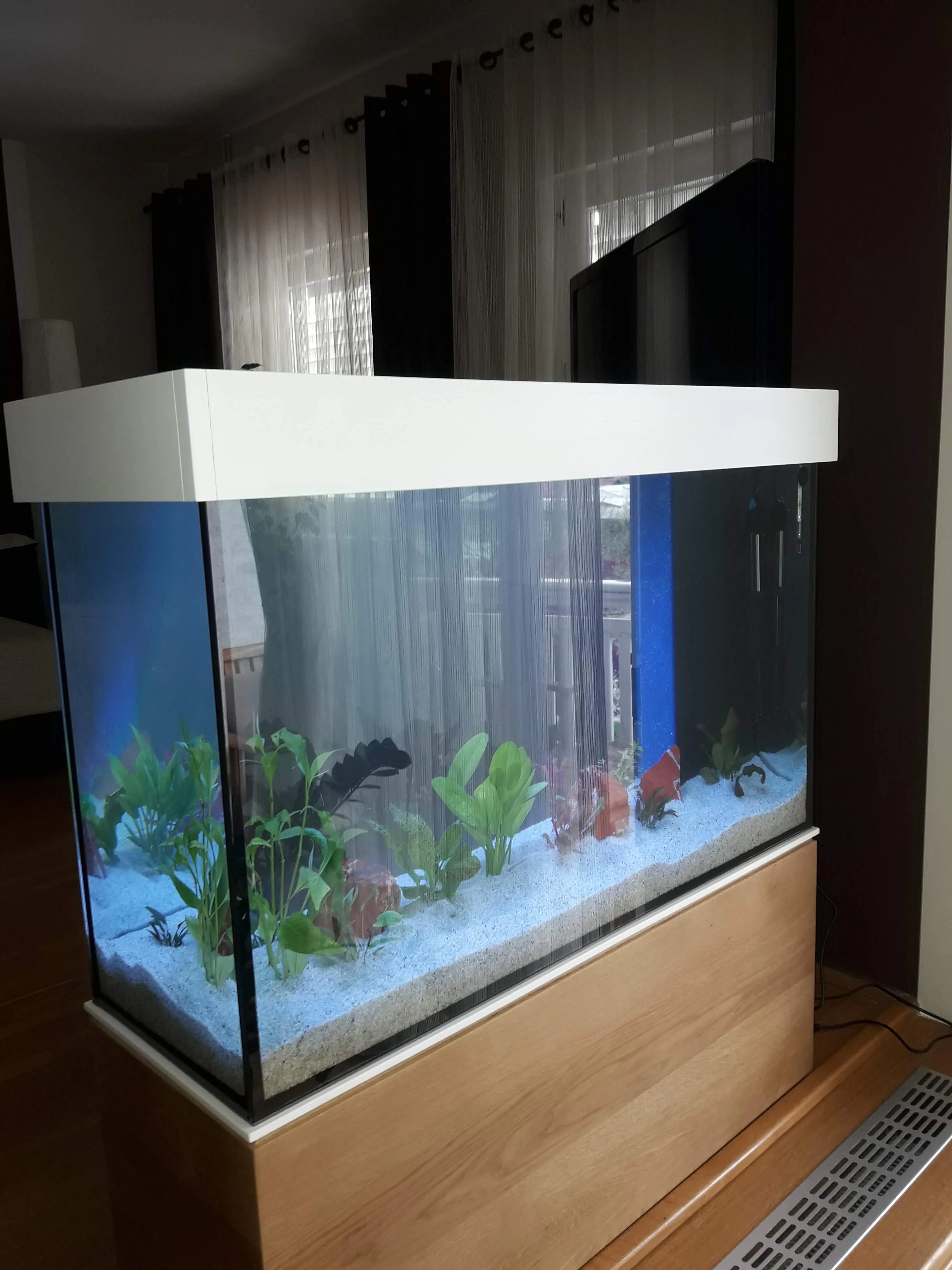 Akvarij z ribami in vodnjimi rastlinami