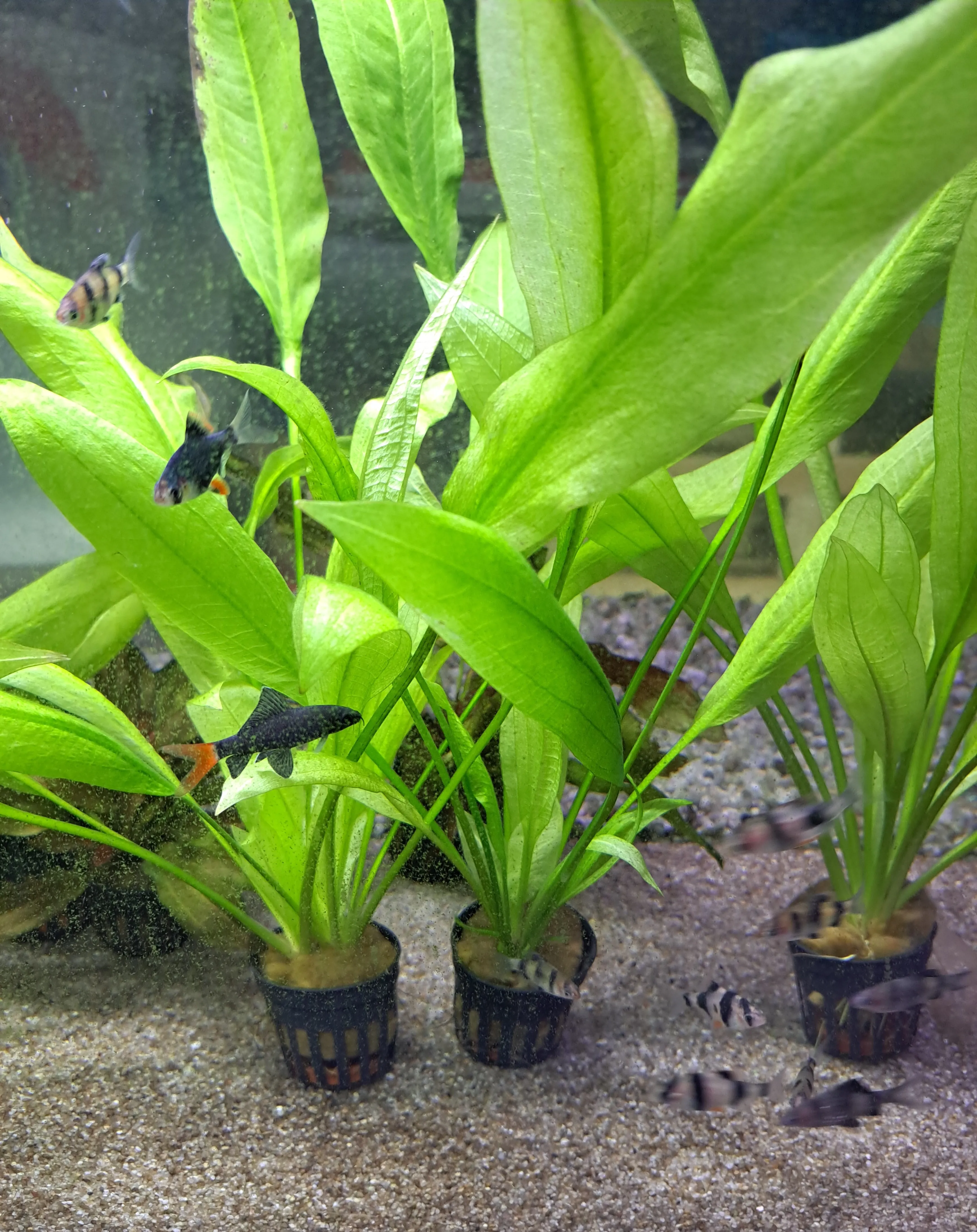 Akvarijske vodne rastline