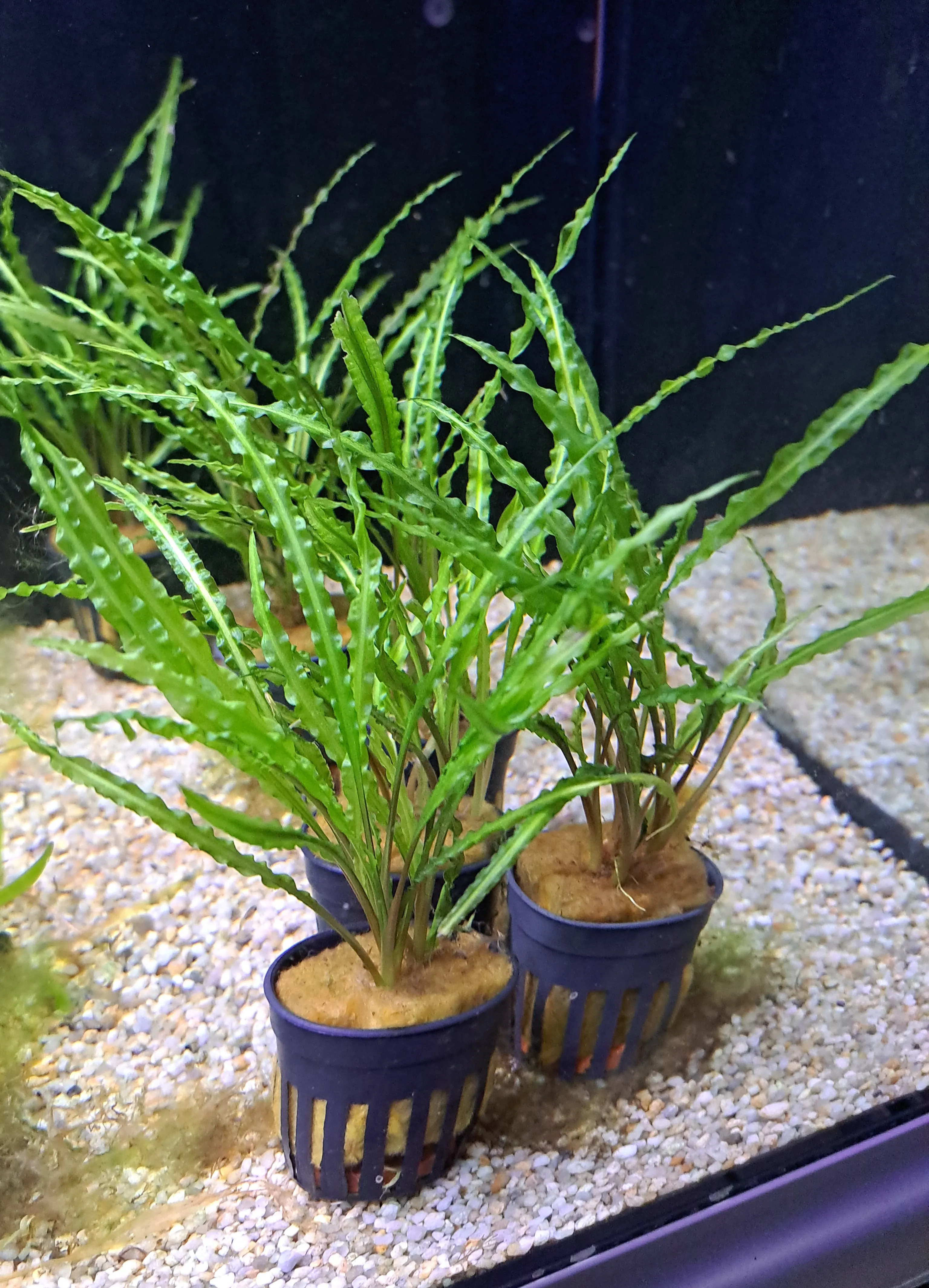 Akvarijske rastline